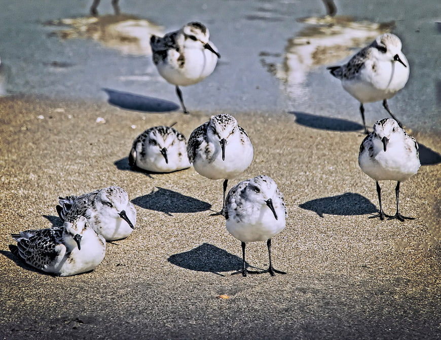 Group of Sanderlings Resting on Sandy Beach Shore