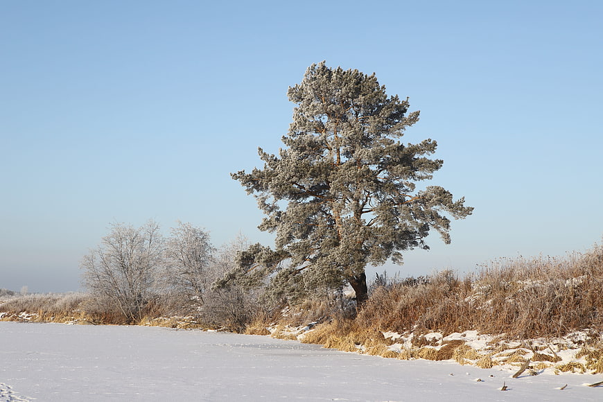 Frosty Pine Tree on Snowy Riverbank in Winter