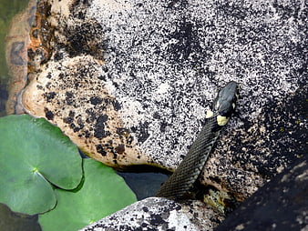 Grass Snake Resting on Rock in Garden Pond