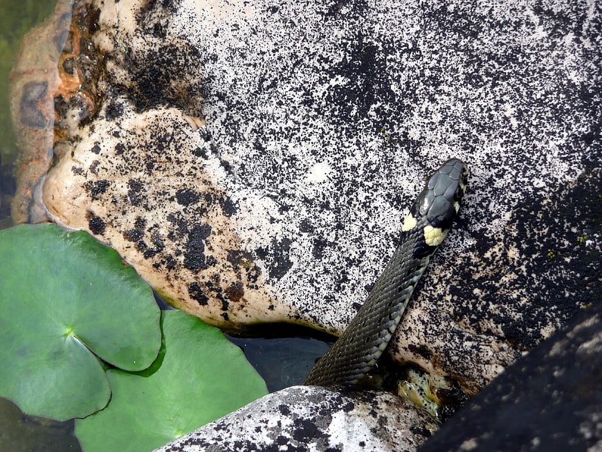 Grass Snake Resting on Rock in Garden Pond