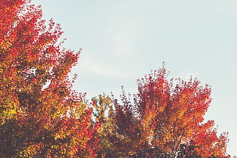 Vibrant Autumn Trees with Red and Orange Leaves Against Sky