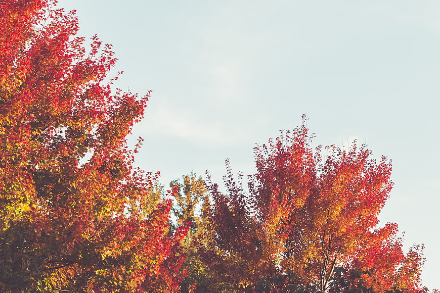 Vibrant Autumn Trees with Red and Orange Leaves Against Sky