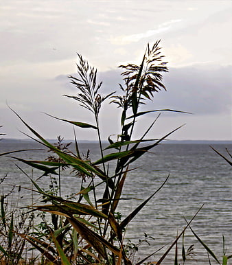 Silhouette of tall grasses against a grey autumn sea