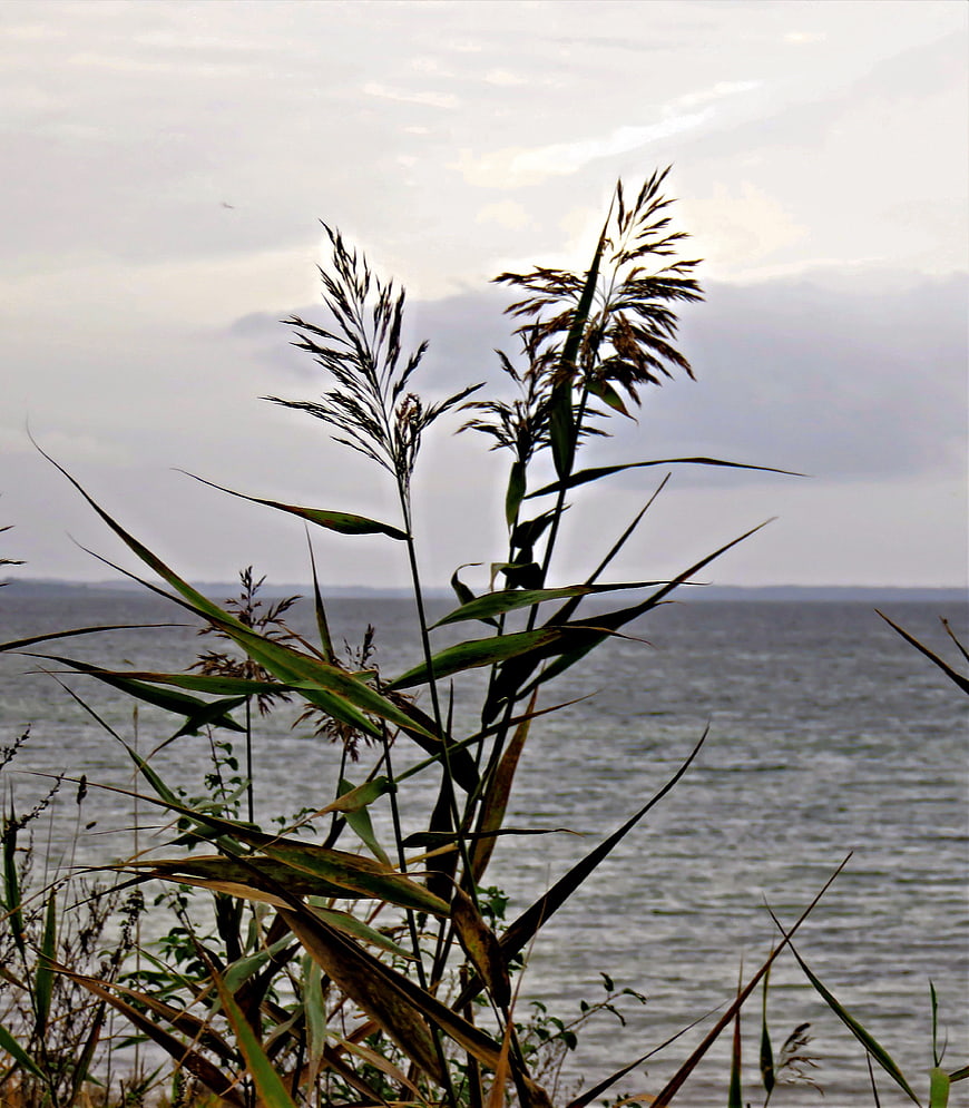 Silhouette of tall grasses against a grey autumn sea