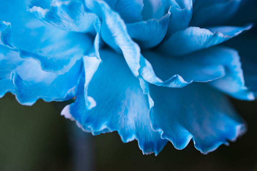 Close-up of vibrant blue flower petals with soft focus background