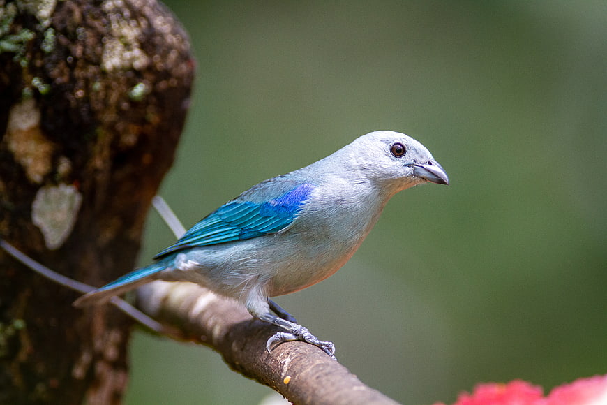Blue-gray Tanager perched on a branch in a forest