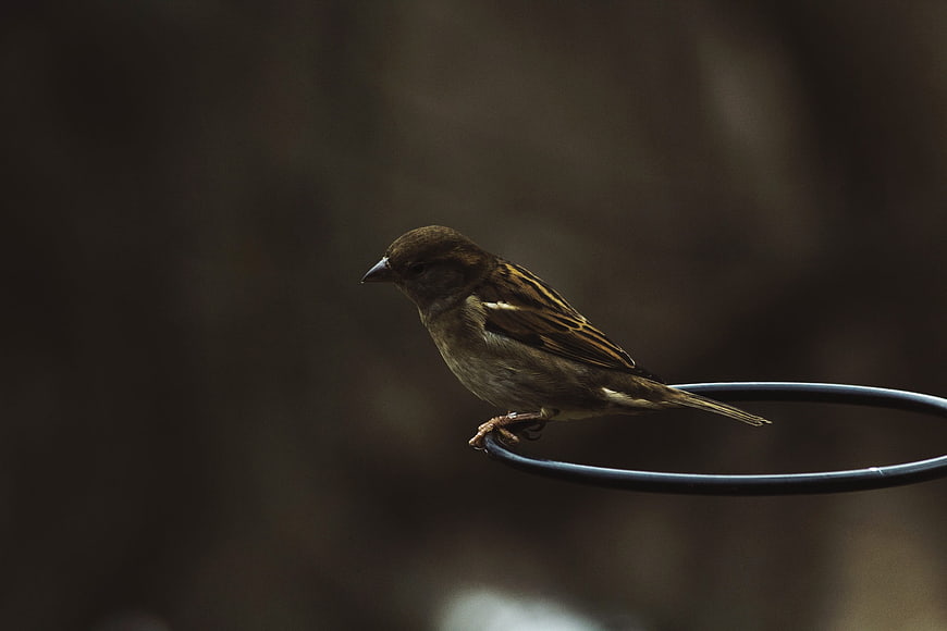 Small brown sparrow perched on a black wire ring
