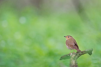 Small brown bird perched on branch with green bokeh background