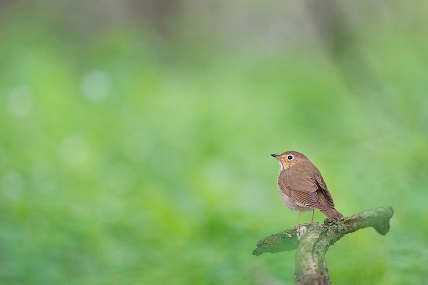 Small brown bird perched on branch with green bokeh background