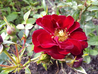 Close-up of a vibrant red rose with yellow stamens
