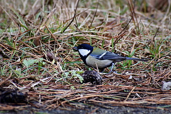 Great Tit bird foraging on pine needles and grass
