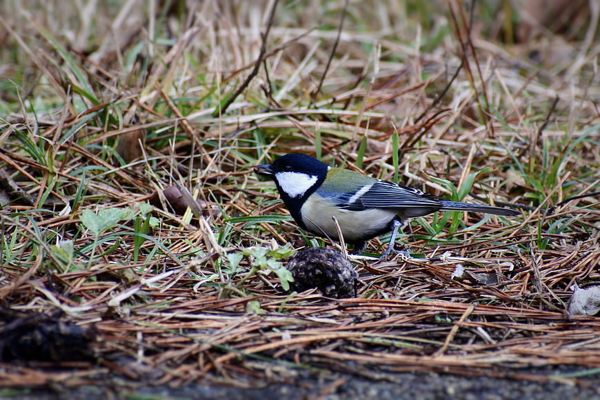 Great Tit bird foraging on pine needles and grass
