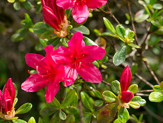 Vibrant Pink Azalea Flowers Blooming on Green Bush