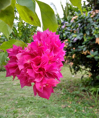 Vibrant pink bougainvillea flower cluster in garden