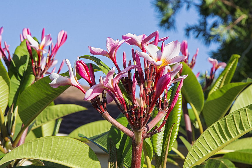 Pink and White Frangipani Flowers in Tropical Sunlight