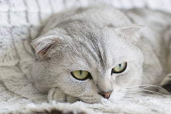Close-up portrait of a sleepy gray Scottish Fold cat