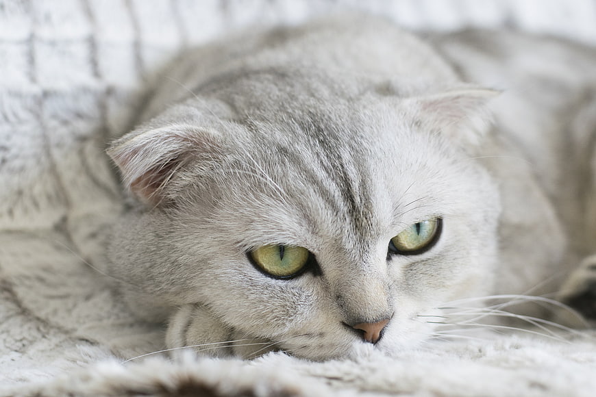 Close-up portrait of a sleepy gray Scottish Fold cat