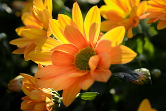 Close-up of vibrant orange and yellow chrysanthemum flowers