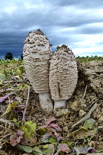 Close-up of shaggy ink cap mushrooms in soil