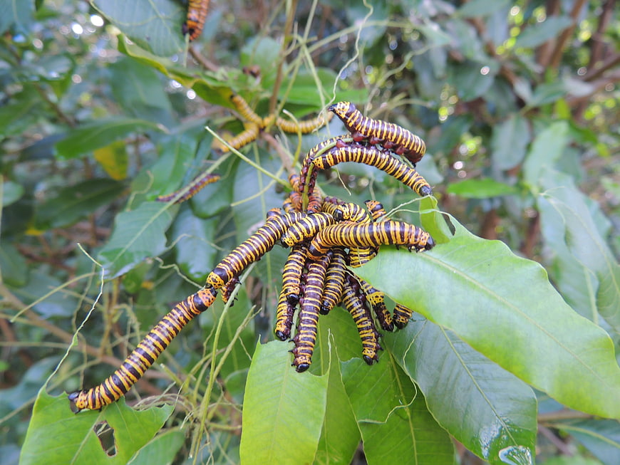Cluster of yellow and black striped caterpillars on green leaves