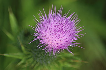 Close-up of a vibrant purple thistle flower in a green field