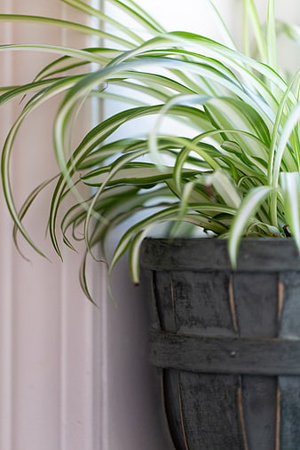Variegated Spider Plant in Rustic Wooden Planter