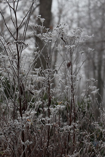 Frost-covered wild plants in a winter forest