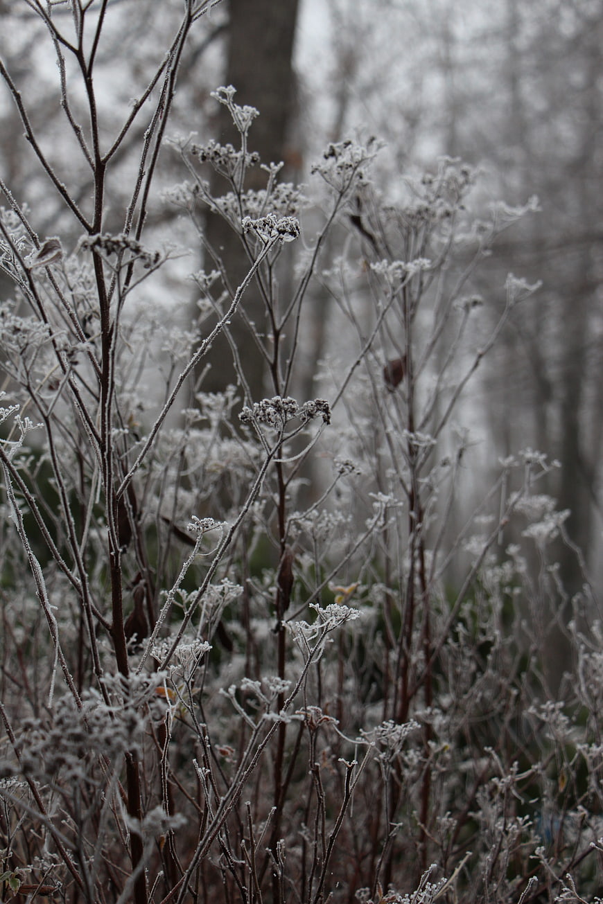 Frost-covered wild plants in a winter forest