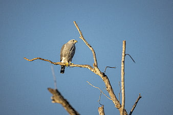 Gray Hawk Perched on Bare Branch Against Blue Sky