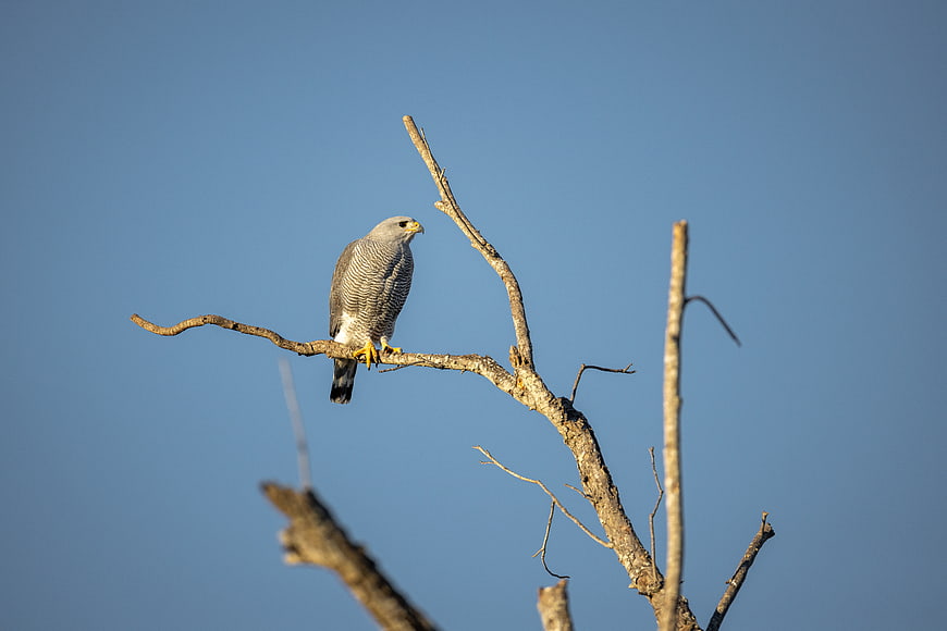 Gray Hawk Perched on Bare Branch Against Blue Sky