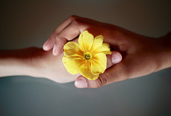 Close-up of hands holding a yellow flower