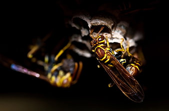Close-up of Yellowjacket Wasps on Nest