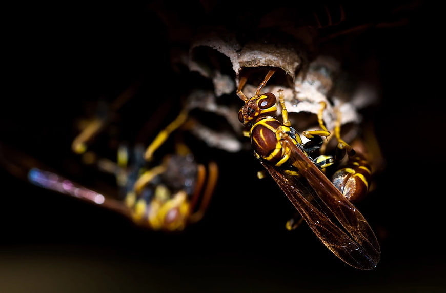 Close-up of Yellowjacket Wasps on Nest