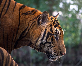 Close-up profile of a majestic Bengal tiger in the wild