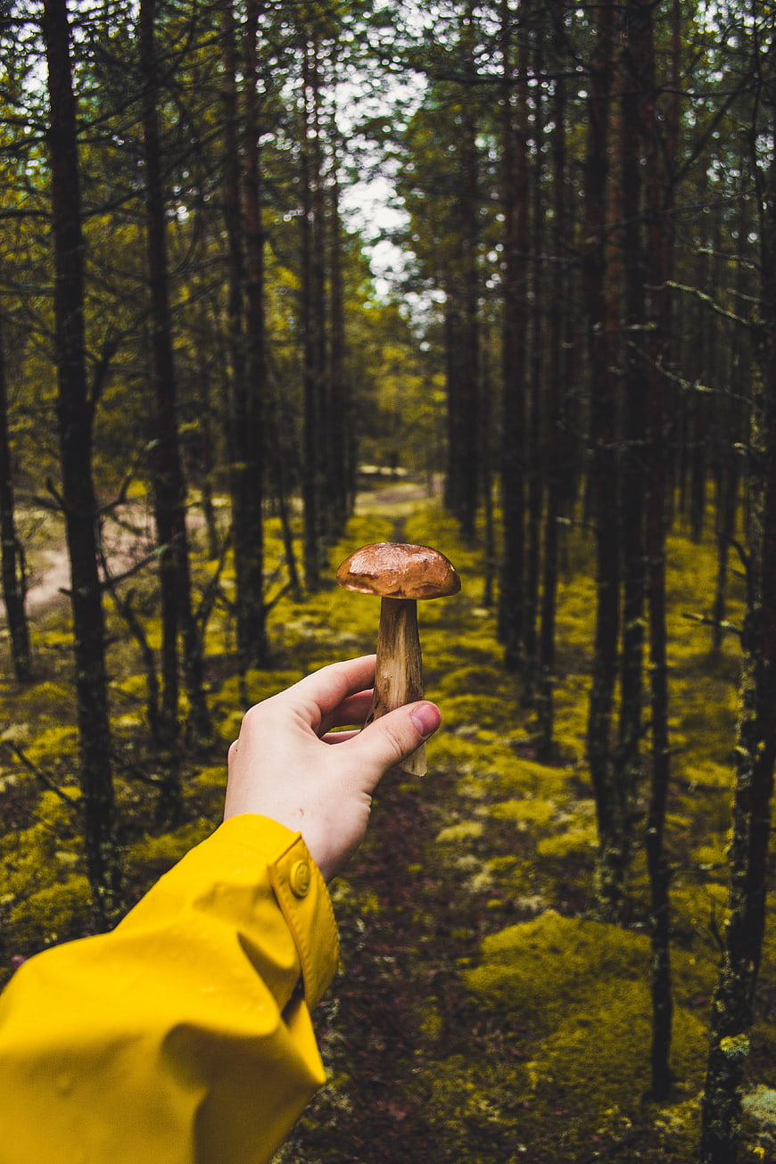 Hand holding brown mushroom in mossy pine forest