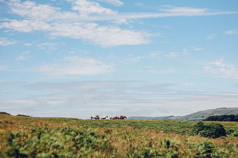 Wild horses grazing on a grassy highland ridge under blue sky