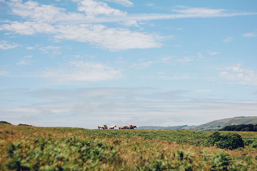 Wild horses grazing on a grassy highland ridge under blue sky