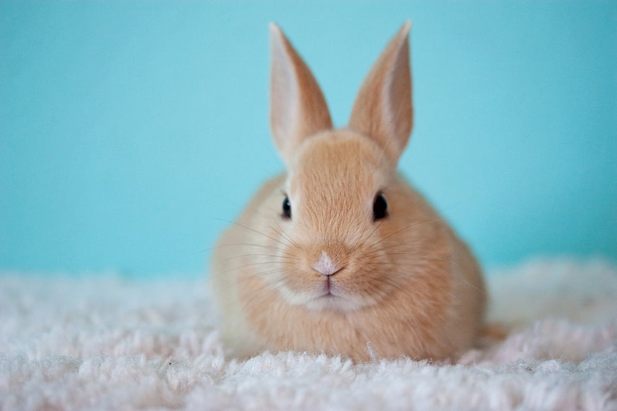 Cute fluffy orange bunny rabbit on white fur background