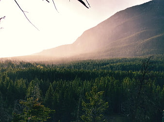 Sunlit Mountain Forest Landscape with Misty Atmosphere