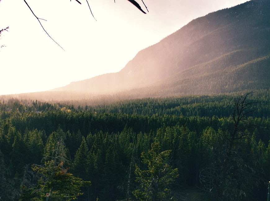 Sunlit Mountain Forest Landscape with Misty Atmosphere