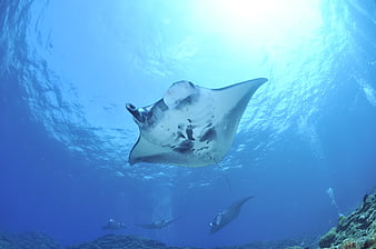 Manta Ray Swimming Underwater in Blue Ocean