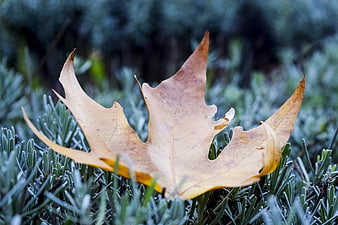 Dried Oak Leaf on Frosty Green Plants in Autumn