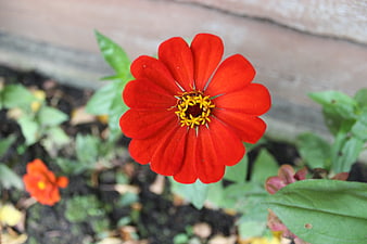 Vibrant Red Zinnia Flower Close-Up in Garden