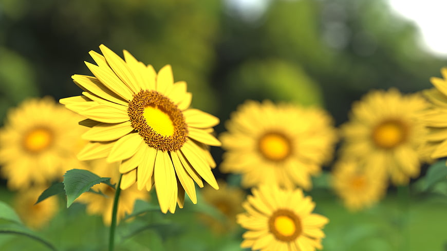 Vibrant Yellow Sunflower Close-Up With Blurred Green Garden Background