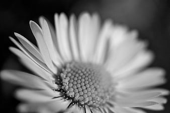 Black and White Macro Close-Up of a Daisy Flower