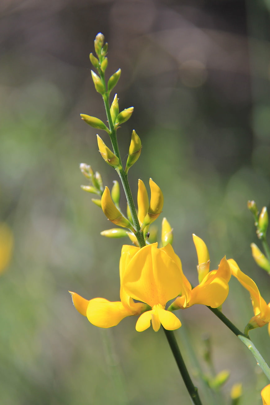 Close-up of vibrant yellow wildflower with green buds