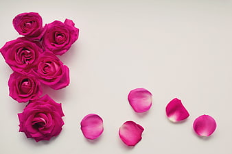 Vibrant pink roses and petals on white background