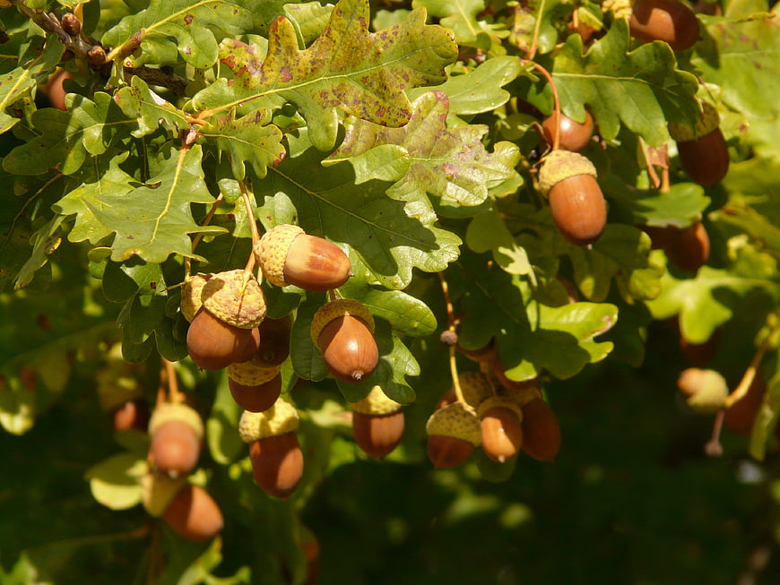 Close-up of Oak Acorns Hanging on Branch with Green Leaves