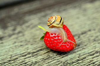 Snail crawling on a red strawberry on wood