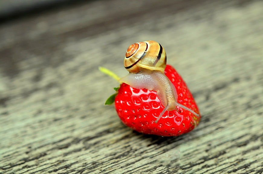 Snail crawling on a red strawberry on wood
